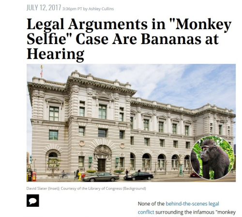 Monkey selfie Monkey selfie