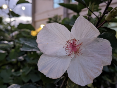 PXL_20240423_050729066.PORTRAIT PXL_20240423_050729066.PORTRAIT